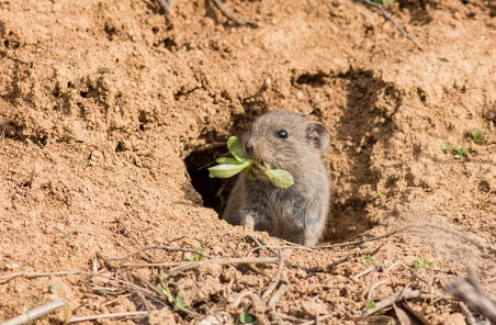 Vole